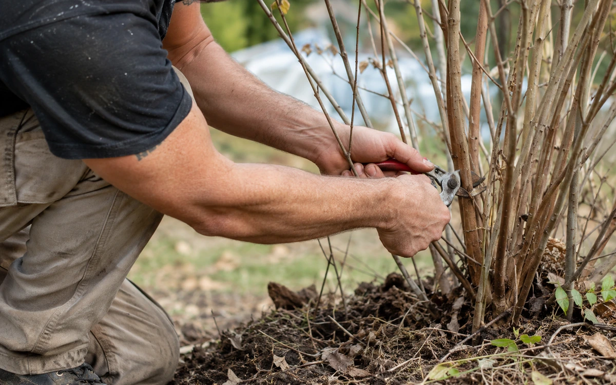 Crepe myrtle pruning contractor
